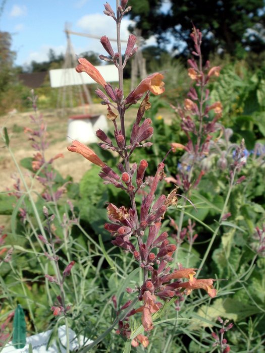 Agastache rupestris fleur